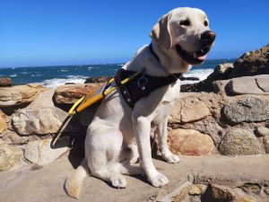 guide dog