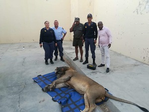 Escaped Karoo lion